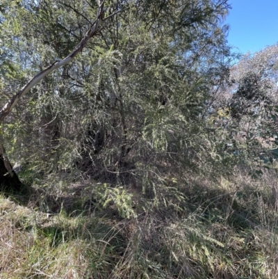 Acacia howittii (Sticky Wattle) at Bruce, ACT - 23 Aug 2023 by JVR