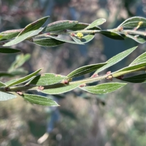 Acacia howittii at Bruce, ACT - 23 Aug 2023