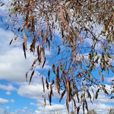 Eucalyptus melliodora (Yellow Box) at Tuggeranong, ACT - 23 Aug 2023 by LPadg