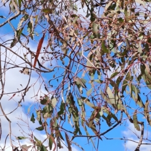 Eucalyptus melliodora at Wanniassa Hill - 23 Aug 2023