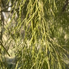 Exocarpos cupressiformis (Cherry Ballart) at Flea Bog Flat, Bruce - 23 Aug 2023 by JVR