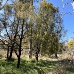 Exocarpos cupressiformis at Bruce, ACT - 23 Aug 2023