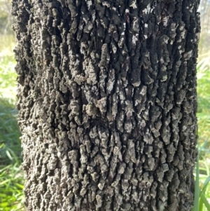 Exocarpos cupressiformis at Bruce, ACT - 23 Aug 2023 01:15 PM