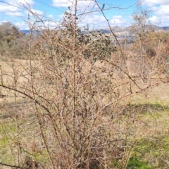 Rosa sp. (A Wild Rose) at Wanniassa Hill - 23 Aug 2023 by LPadg