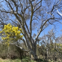 Eucalyptus rossii (Inland Scribbly Gum) at Bruce, ACT - 23 Aug 2023 by JVR