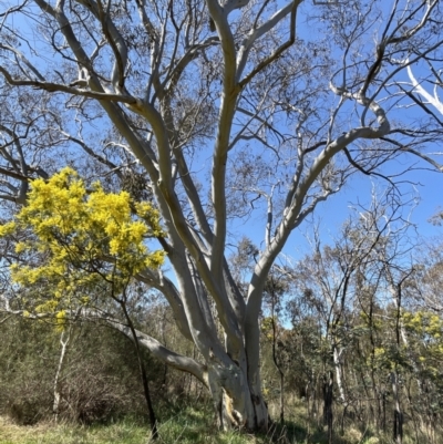 Eucalyptus rossii (Inland Scribbly Gum) at Bruce, ACT - 23 Aug 2023 by JVR