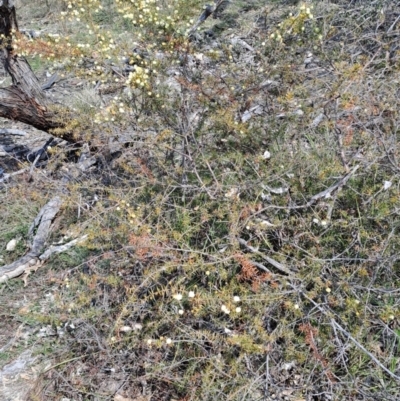 Acacia ulicifolia (Prickly Moses) at Tuggeranong, ACT - 23 Aug 2023 by LPadg