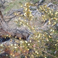 Acacia ulicifolia at Tuggeranong, ACT - 23 Aug 2023 12:12 PM