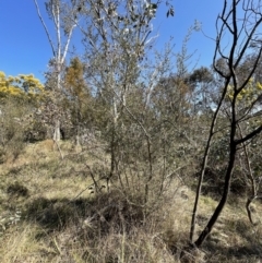 Bursaria spinosa subsp. lasiophylla (Australian Blackthorn) at Flea Bog Flat, Bruce - 23 Aug 2023 by JVR