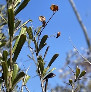 Bursaria spinosa subsp. lasiophylla at Bruce, ACT - 23 Aug 2023