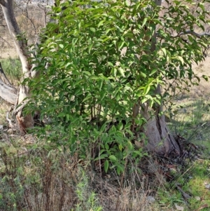 Ligustrum lucidum at Tuggeranong, ACT - 23 Aug 2023