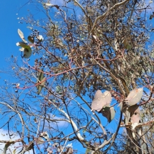 Eucalyptus polyanthemos subsp. polyanthemos at Tuggeranong, ACT - 23 Aug 2023