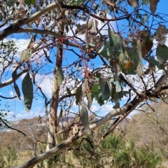 Eucalyptus polyanthemos subsp. polyanthemos at Tuggeranong, ACT - 23 Aug 2023