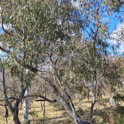 Eucalyptus rossii (Inland Scribbly Gum) at Tuggeranong, ACT - 23 Aug 2023 by LPadg