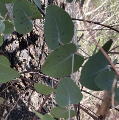 Eucalyptus bridgesiana (Apple Box) at Bruce, ACT - 23 Aug 2023 by JVR