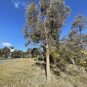 Eucalyptus macrorhyncha at Bruce, ACT - 23 Aug 2023 01:51 PM