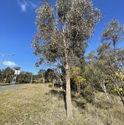 Eucalyptus macrorhyncha (Red Stringybark) at Flea Bog Flat, Bruce - 23 Aug 2023 by JVR