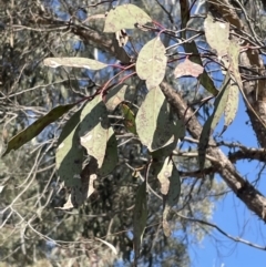 Eucalyptus macrorhyncha at Bruce, ACT - 23 Aug 2023 01:51 PM