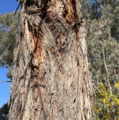 Eucalyptus macrorhyncha at Bruce, ACT - 23 Aug 2023 01:51 PM