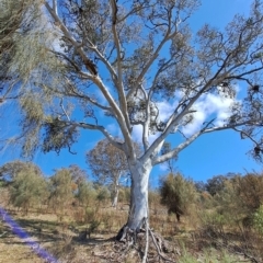 Eucalyptus polyanthemos subsp. polyanthemos (Red Box) at Wanniassa Hill - 23 Aug 2023 by LPadg