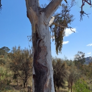 Eucalyptus polyanthemos subsp. polyanthemos at Tuggeranong, ACT - 23 Aug 2023