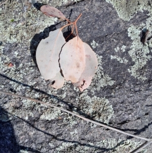 Eucalyptus polyanthemos subsp. polyanthemos at Tuggeranong, ACT - 23 Aug 2023