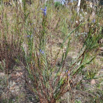Stypandra glauca (Nodding Blue Lily) at Wanniassa Hill - 23 Aug 2023 by LPadg
