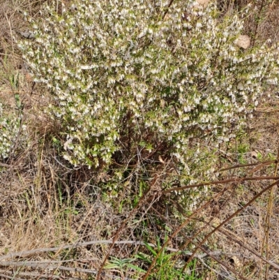 Leucopogon fletcheri subsp. brevisepalus (Twin Flower Beard-Heath) at Tuggeranong, ACT - 23 Aug 2023 by LPadg