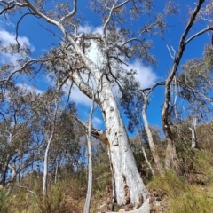 Eucalyptus rossii (Inland Scribbly Gum) at Tuggeranong, ACT - 23 Aug 2023 by LPadg
