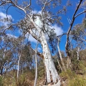 Eucalyptus rossii at Tuggeranong, ACT - 23 Aug 2023