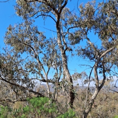 Eucalyptus nortonii (Large-flowered Bundy) at Wanniassa Hill - 23 Aug 2023 by LPadg