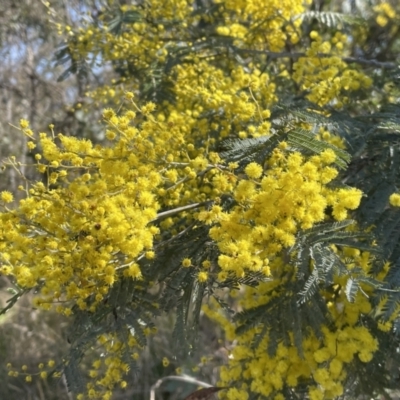 Acacia dealbata subsp. dealbata (Silver Wattle) at Bruce Ridge to Gossan Hill - 23 Aug 2023 by JVR