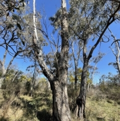 Eucalyptus melliodora (Yellow Box) at Flea Bog Flat, Bruce - 23 Aug 2023 by JVR