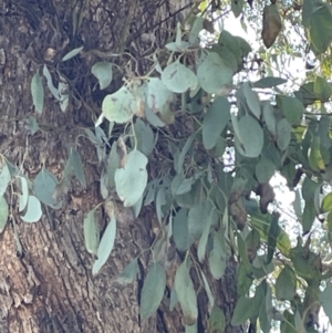 Eucalyptus melliodora at Bruce, ACT - 23 Aug 2023