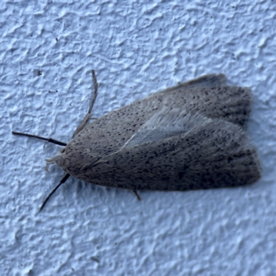 Chezala privatella (A Concealer moth) at Batemans Bay, NSW - 23 Aug 2023 by Hejor1