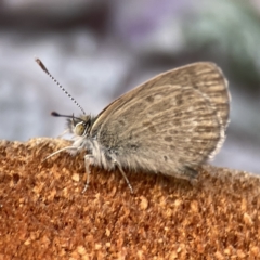 Zizina otis (Common Grass-Blue) at Batemans Bay, NSW - 23 Aug 2023 by Hejor1