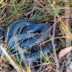 Pseudechis porphyriacus at Penrose, NSW - 22 Aug 2023 by Aussiegall