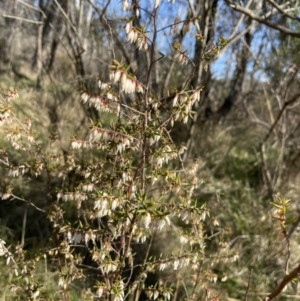 Styphelia fletcheri subsp. brevisepala at Bruce, ACT - 23 Aug 2023