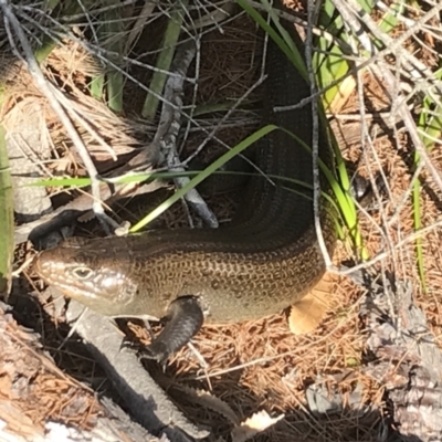 Bellatorias major (Land Mullet) at Evans Head, NSW - 23 Aug 2023 by AliClaw