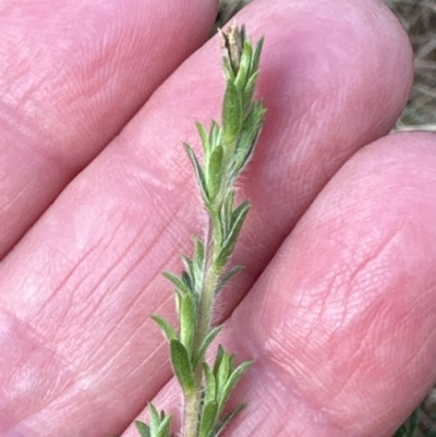 Kunzea ambigua (White Kunzea) at North Nowra, NSW - 23 Aug 2023 by lbradley