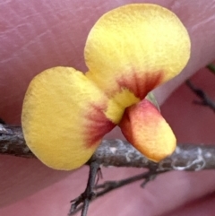 Dillwynia ramosissima (Bushy Parrot-pea) at North Nowra, NSW - 23 Aug 2023 by lbradley