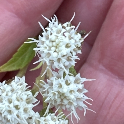 Ageratina riparia (Mistflower) at North Nowra, NSW - 23 Aug 2023 by lbradleyKV