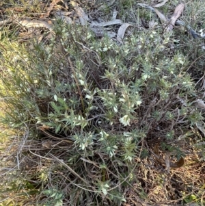 Melichrus urceolatus at Bruce, ACT - 9 Aug 2023