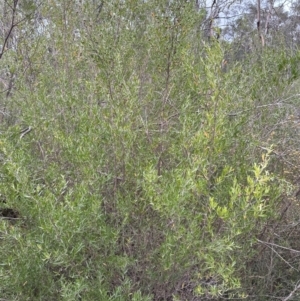Leptospermum sejunctum at Bomaderry, NSW - 23 Aug 2023 04:24 PM