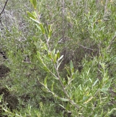 Leptospermum sejunctum at Bomaderry, NSW - 23 Aug 2023 04:24 PM