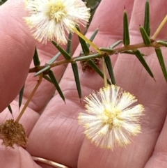 Acacia ulicifolia (Prickly Moses) at Bomaderry, NSW - 23 Aug 2023 by lbradley