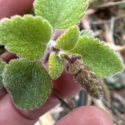 Plectranthus graveolens (Bush Basil) at Bomaderry, NSW - 23 Aug 2023 by lbradley