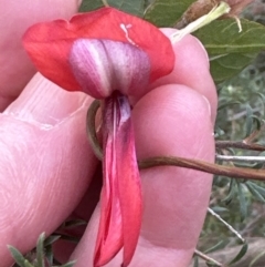 Kennedia rubicunda (Dusky Coral Pea) at Bomaderry, NSW - 23 Aug 2023 by lbradleyKV