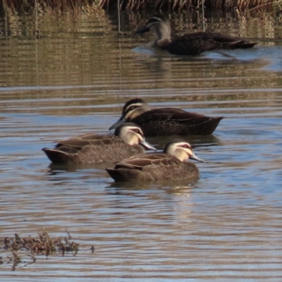 Anas superciliosa (Pacific Black Duck) at Budjan Galindji (Franklin Grassland) Reserve - 22 Aug 2023 by AndyRoo