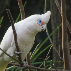 Cacatua sanguinea at Flynn, ACT - 22 Aug 2023 04:19 PM